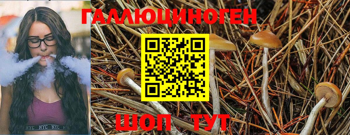 Галлюциногенные грибы Psilocybine cubensis  Вход с VPN  Тайшет 